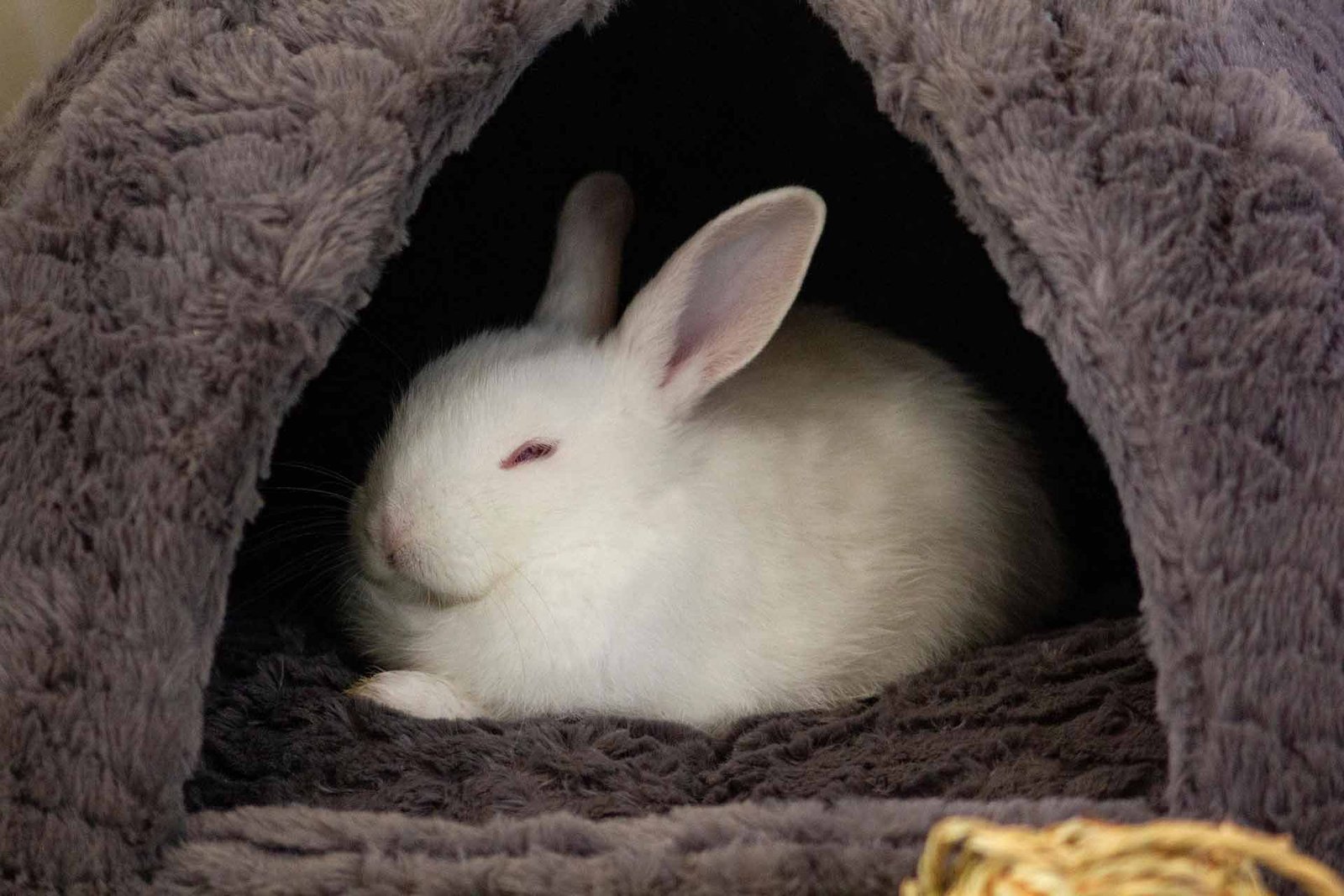 pet-auntie-bunny-sitting-hercules-california