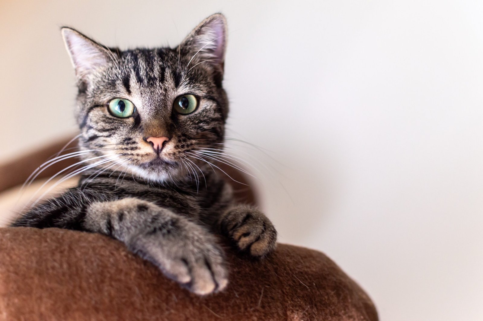 pet-auntie-cat-stting-hercules-california