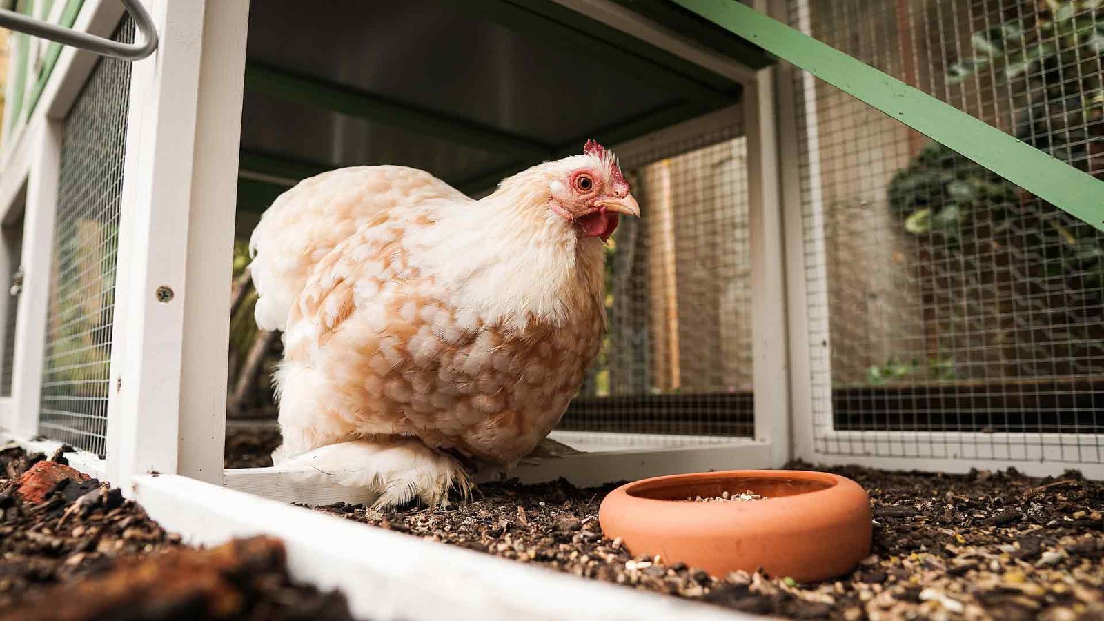 pet-auntie-chicken-sitting-pinole-california
