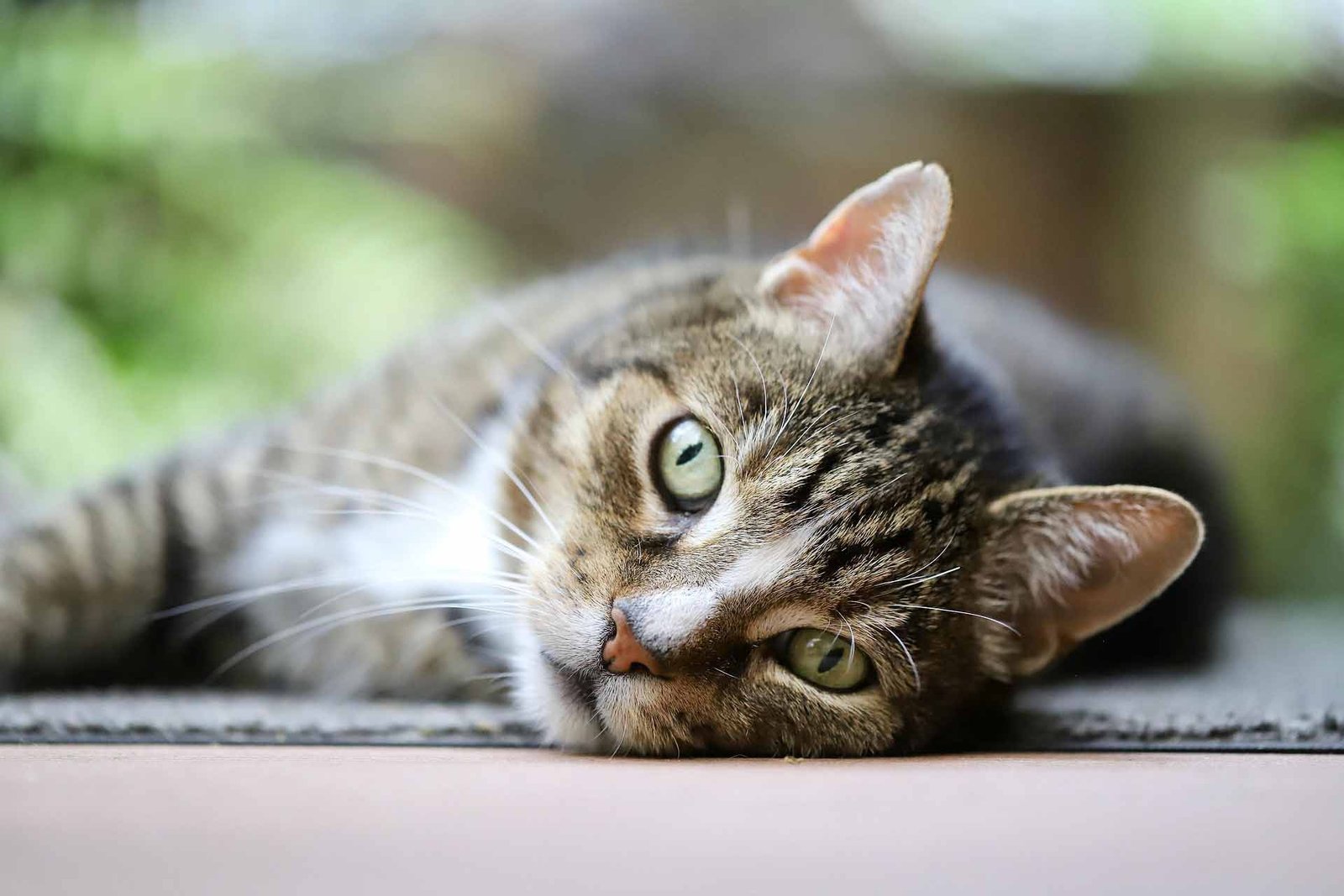 pets-auntie-cat-sitting